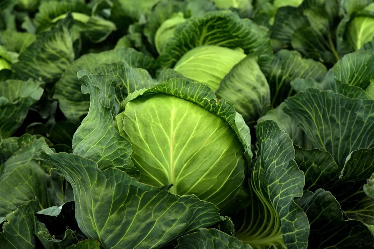 Fresh cabbage, one of the two types of cabbage used in bigos