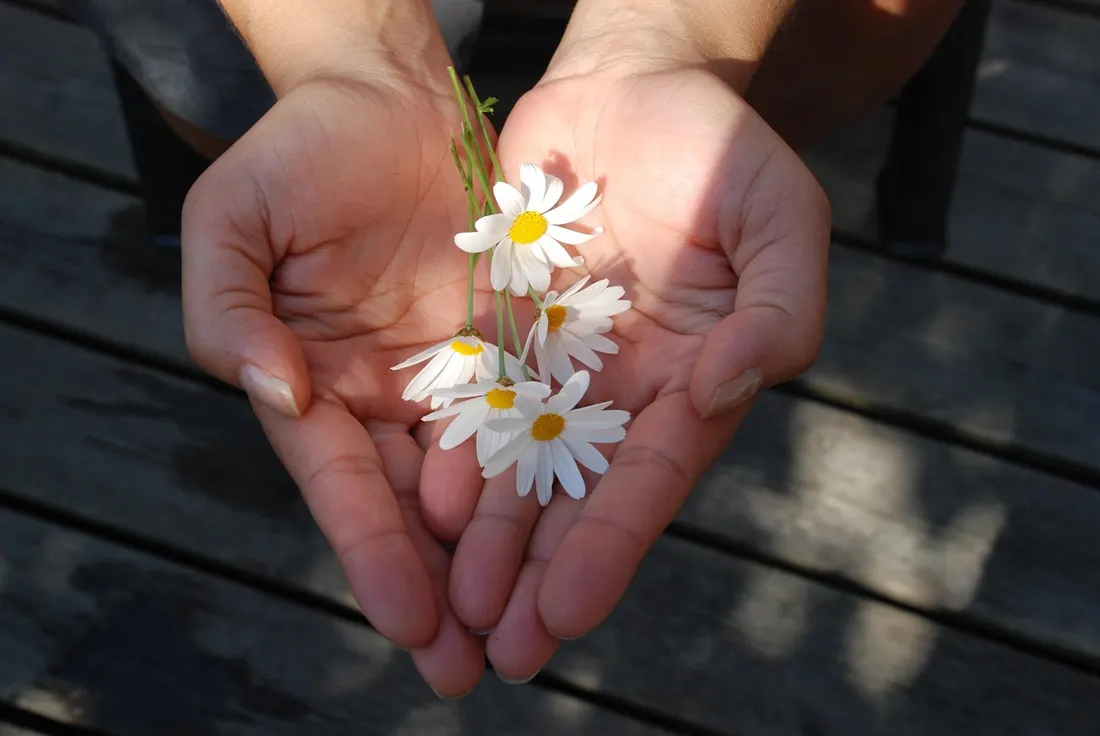 Two cupped hands holding a small handful of white daisies