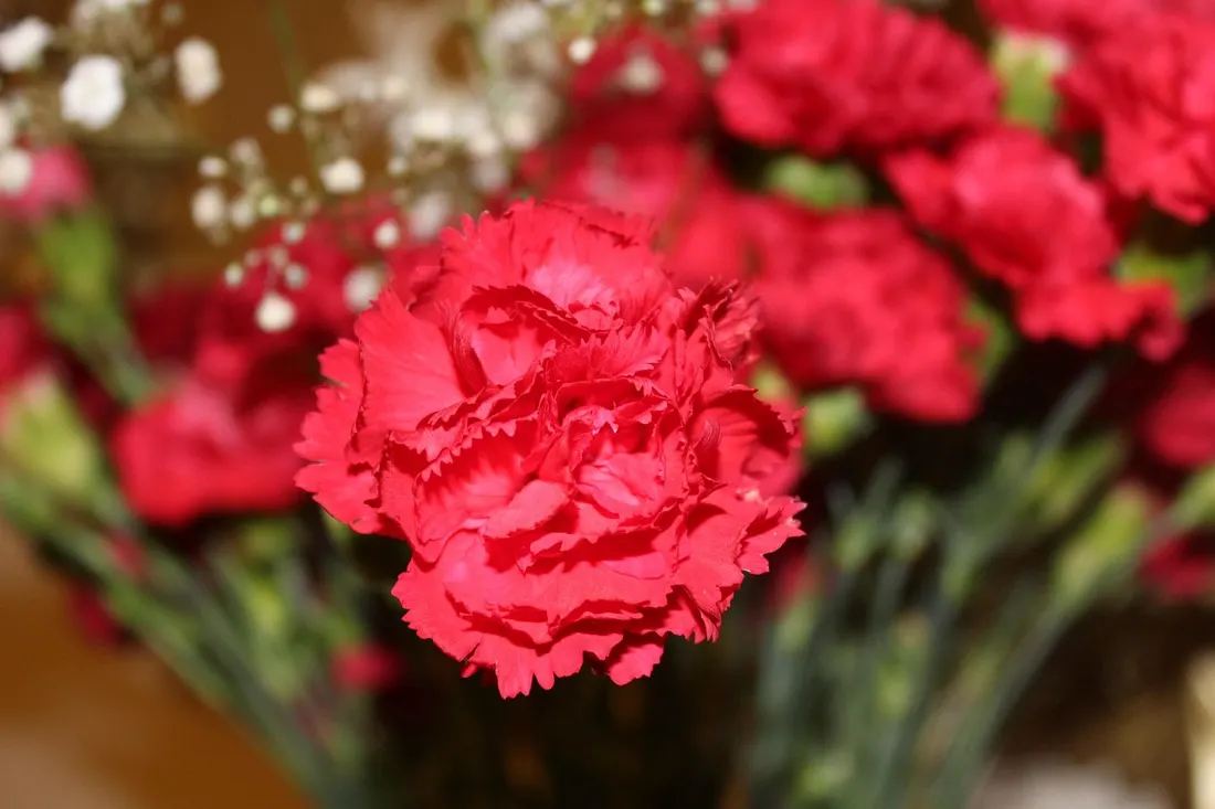 A close-up of a single red carnation bloom among a bouquet