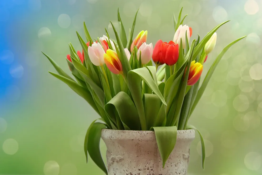 A colorful bouquet of tulips in a stone vase, a common Dzień Kobiet gift in Poland