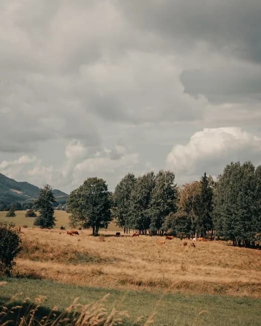 Rolling countryside meadow with grazing cattle and forest tree line under a cloudy sky in Śląskie, Poland