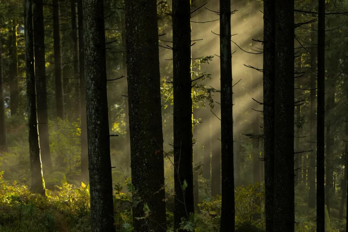 A misty pine forest where Polish folklore creatures are said to lurk, sunbeams breaking through the trees