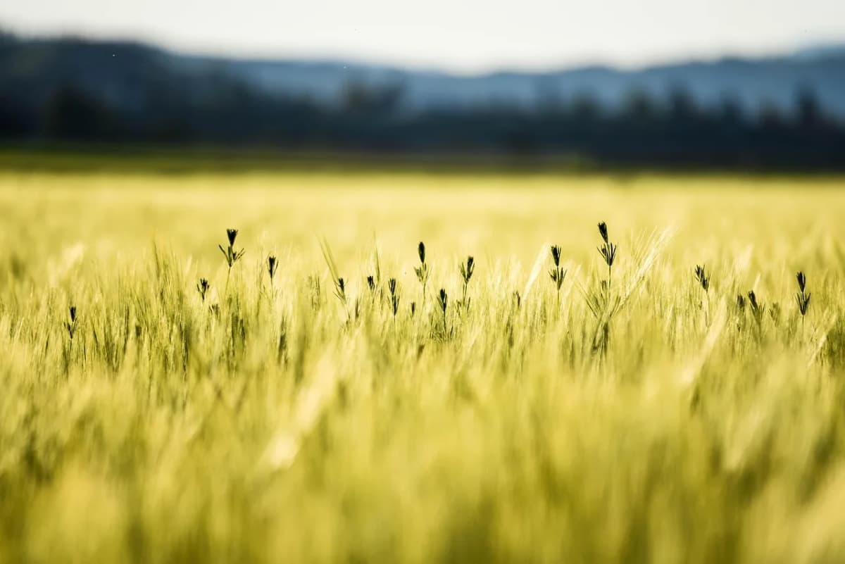Golden wheat swaying in a sunlit field at midday