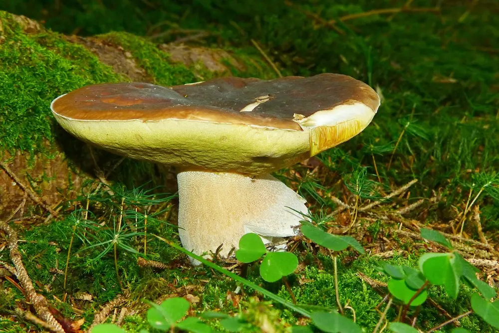 A porcini mushroom (borowik) growing wild during grzybobranie, Poland's mushroom foraging season