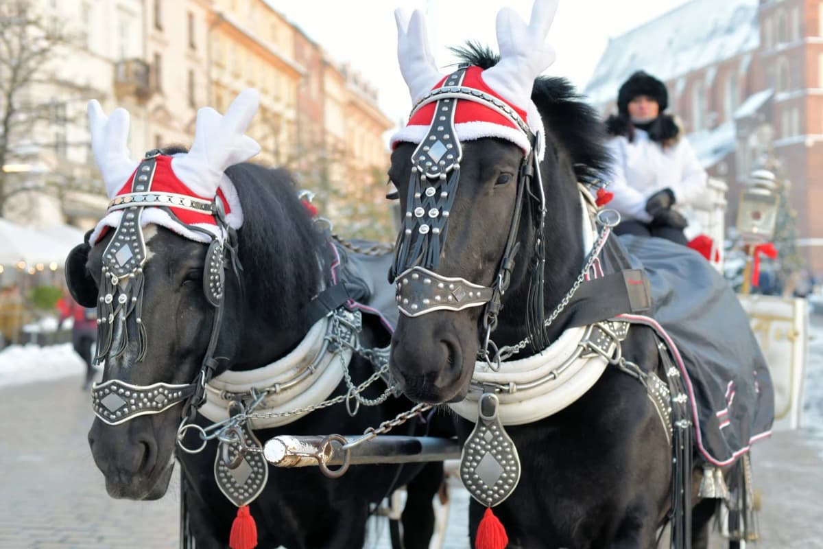 Festively adorned horses in Kraków old town on a winter day — Photo by Janusz Mitura on Pexels