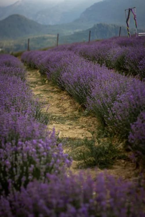 Blooming lavender field stretching toward the horizon — Photo by N/A on Pexels
