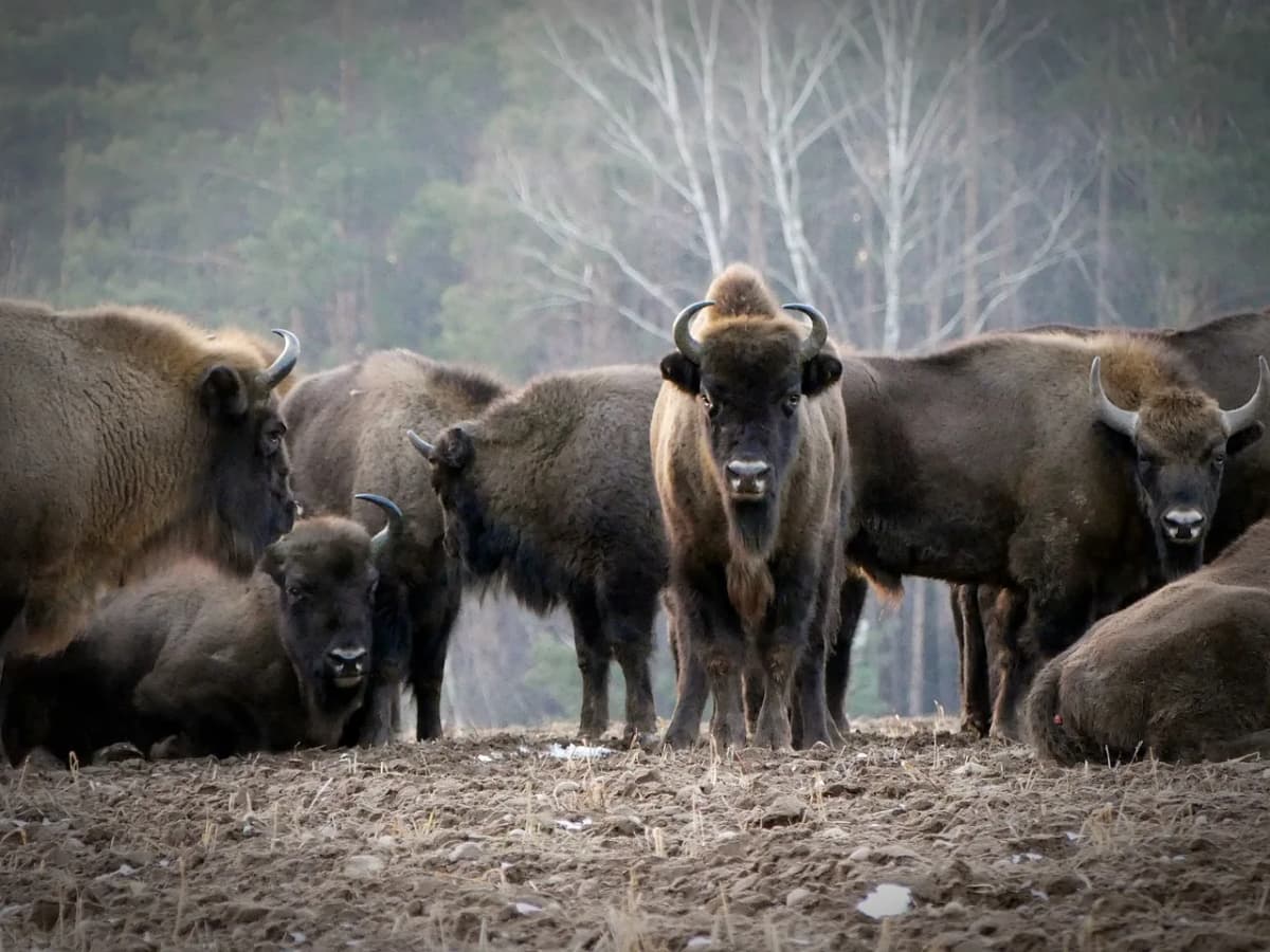 Herd of European bison grazing near a forest in Poland