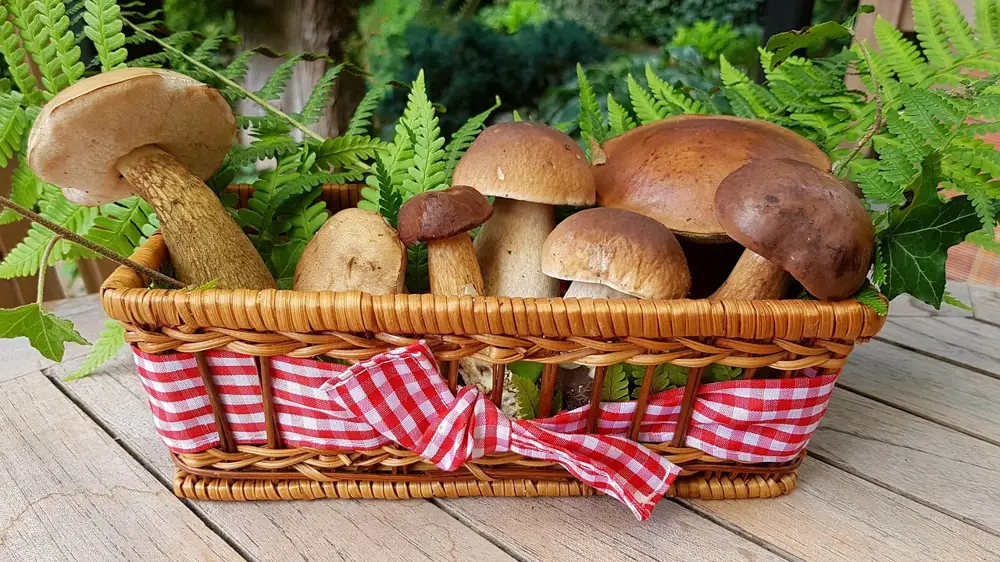 A wicker basket filled with freshly picked forest mushrooms, tied with a red gingham ribbon