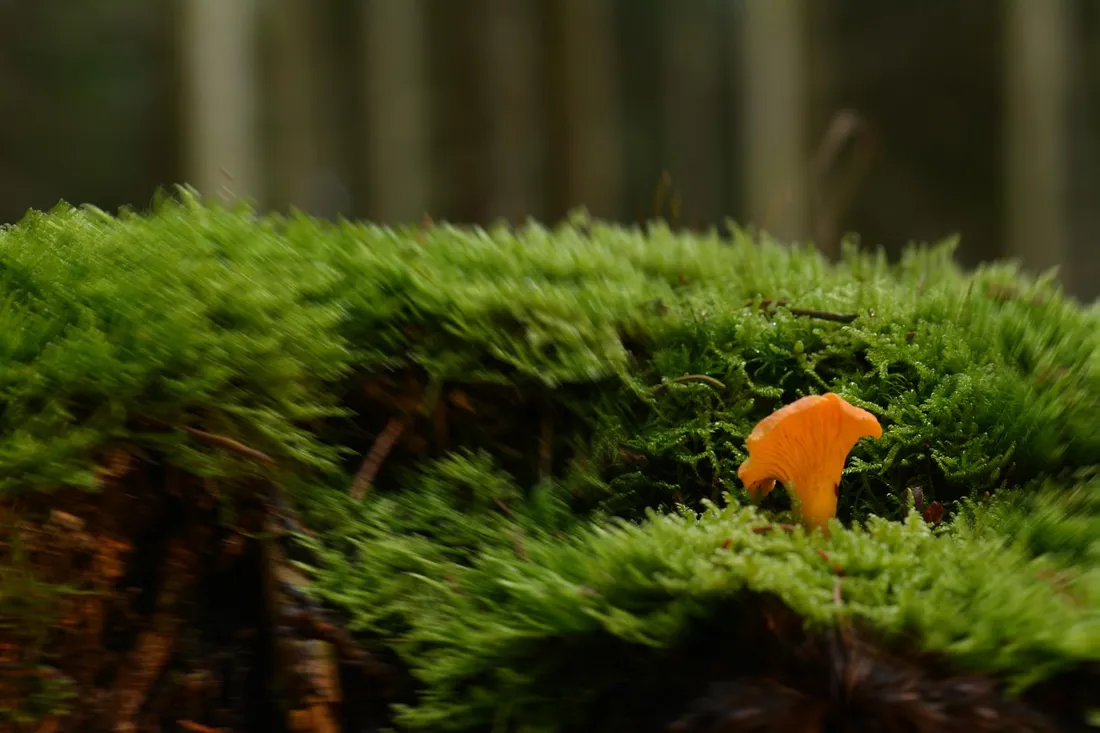 A single orange chanterelle mushroom emerging from thick forest moss
