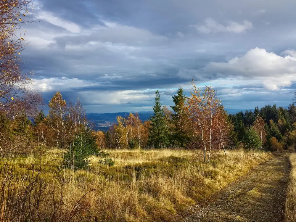 A misty autumn forest path through birch and pine trees in the Polish mountains