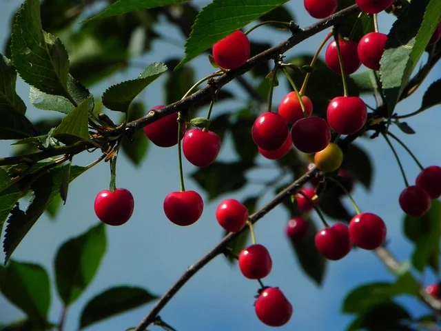 Fresh sour cherries, the traditional fruit base for homemade wiśniówka nalewka