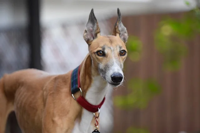 Greyhound dog, the actual meaning of the Polish word "chart"