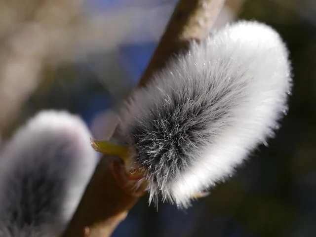 Blessed pussy willow branches, part of the older Smigus-Dyngus whipping tradition