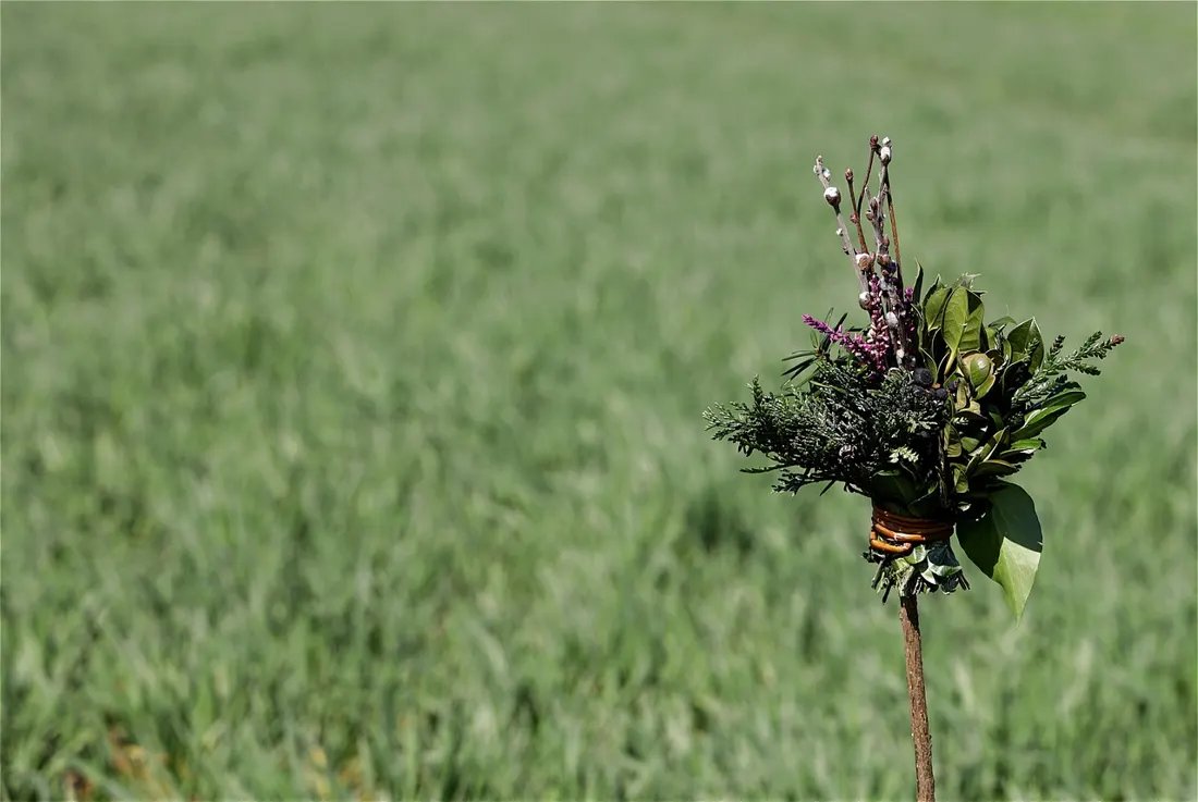 A small handheld Palm Sunday palma made of willow catkins and greenery, held in a Polish field